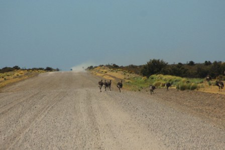 Choiques on the road