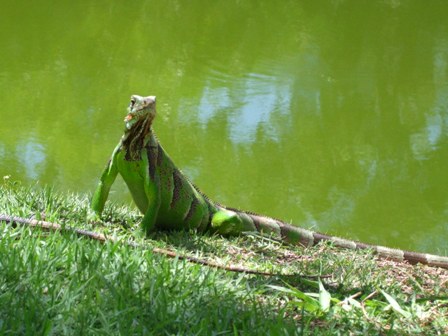 Lizard by the river, Salvador, Brazil