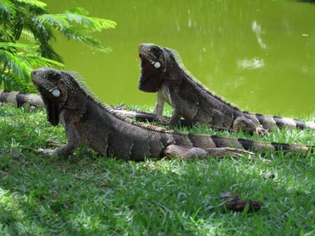 Iguanas by the river, Salvador, Brazil