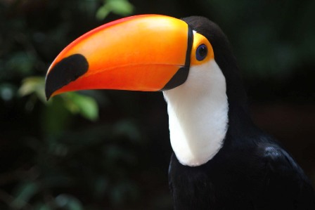 A Tucan in Iguaçu