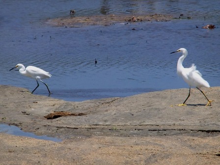 Snowy Egrets in Tayrona National Park in Colombia