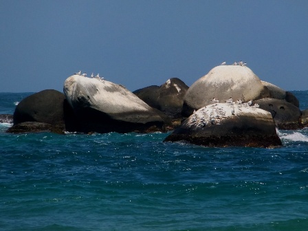 Birds resting on the rocks by the sea