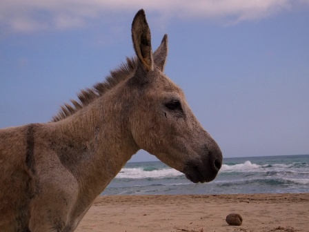 The donkey and the beach