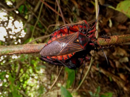 A red insect in the jungle