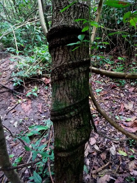 Trees in the jungle of Tayrona National Park, Colombia