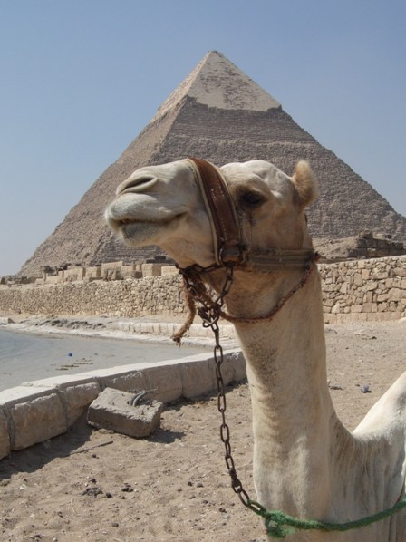 The camel and Chephren Pyramid