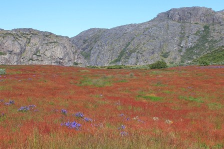 The flower valley, near Narsarsuaq