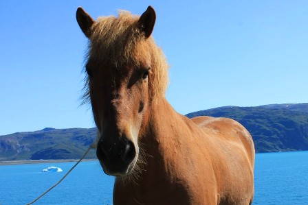 A Greenlandic horse in front of the church in Qassiarsuk