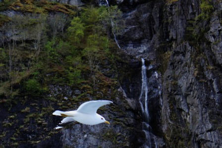 Waterfalls and birds on the fjord