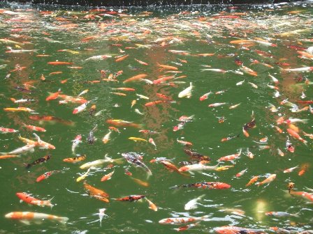 Fishes and more fishes - Chinese Gardens, Singapore