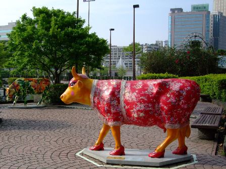 A beautiful Chinese Cow