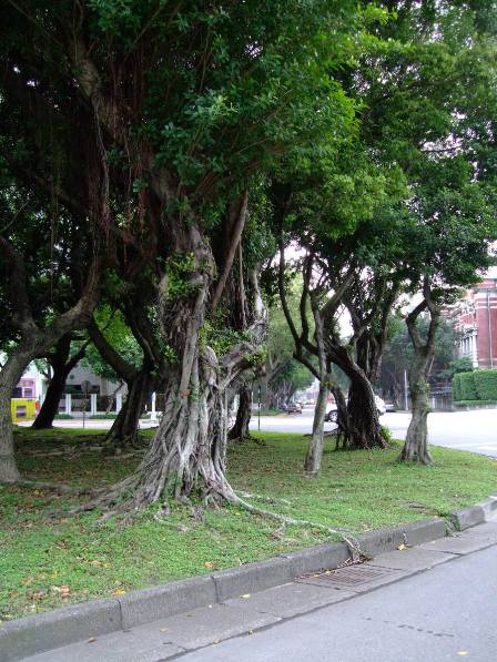 The reminder of another age rainforest, in the middle of the city