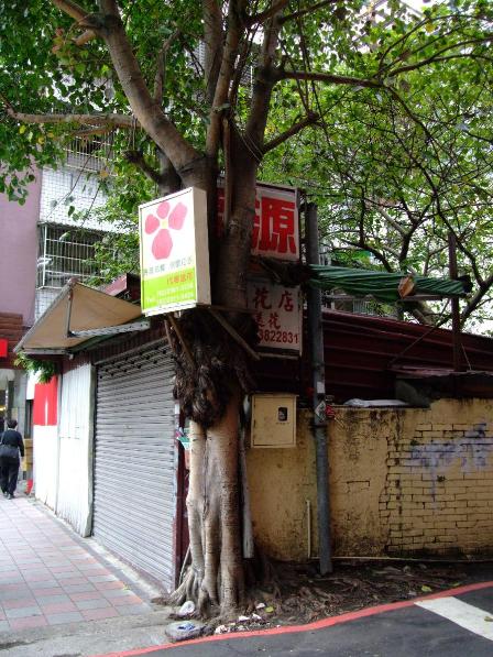 A tree surviving Taipei's urban jungle